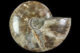 Polished Ammonite (Cleoniceras)- Madagascar #108248-1